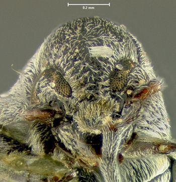 Media type: image;   Entomology 25063 Aspect: head frontal view